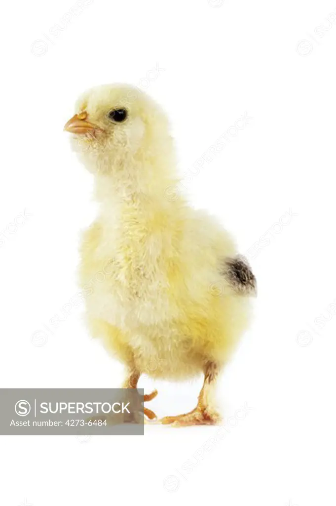 Chick Against White Background