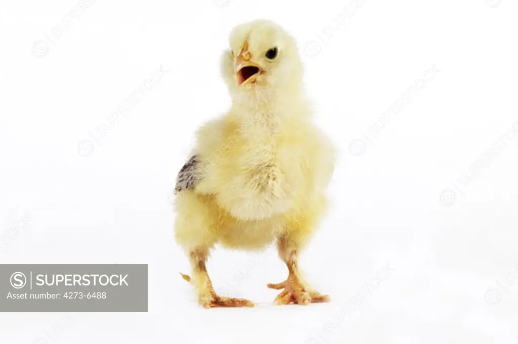 Chick Calling Out Against White Background