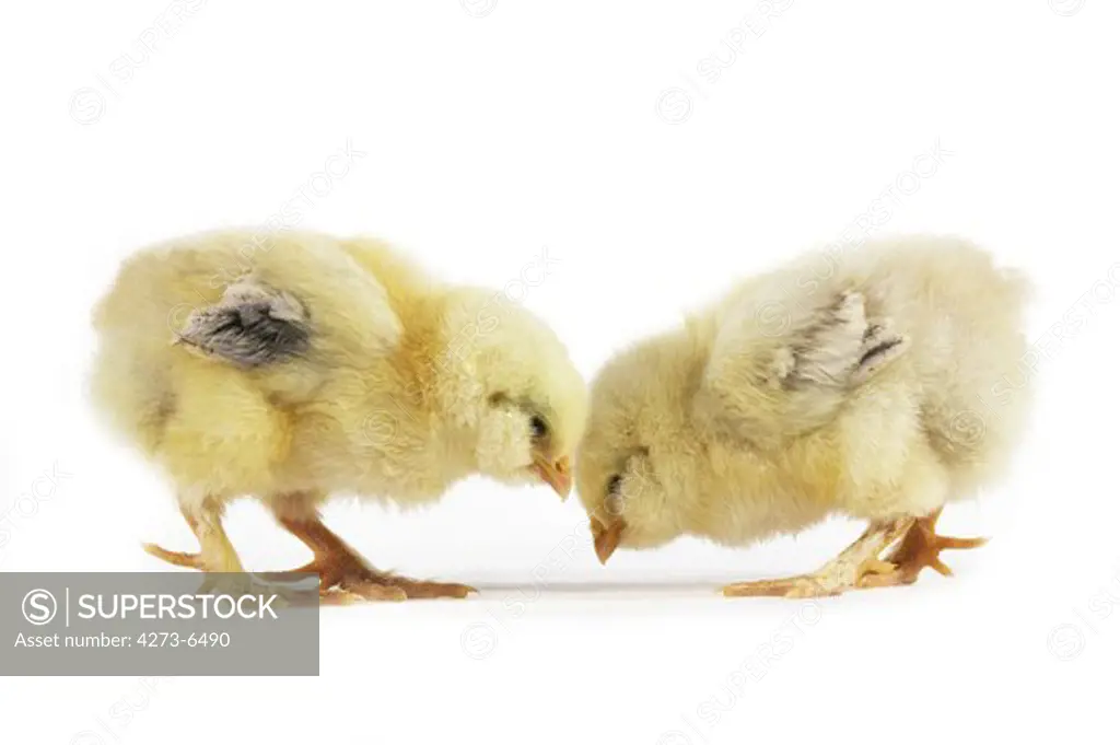 Domestic Chicken, Chicks Against White Background