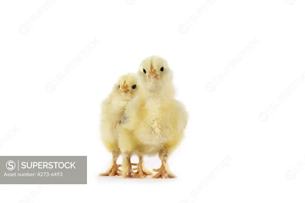 Chicks Against White Background