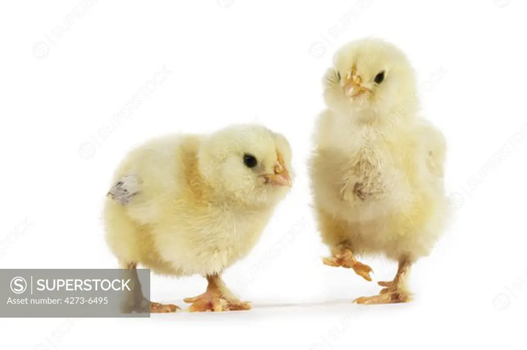 Chicks Against White Background