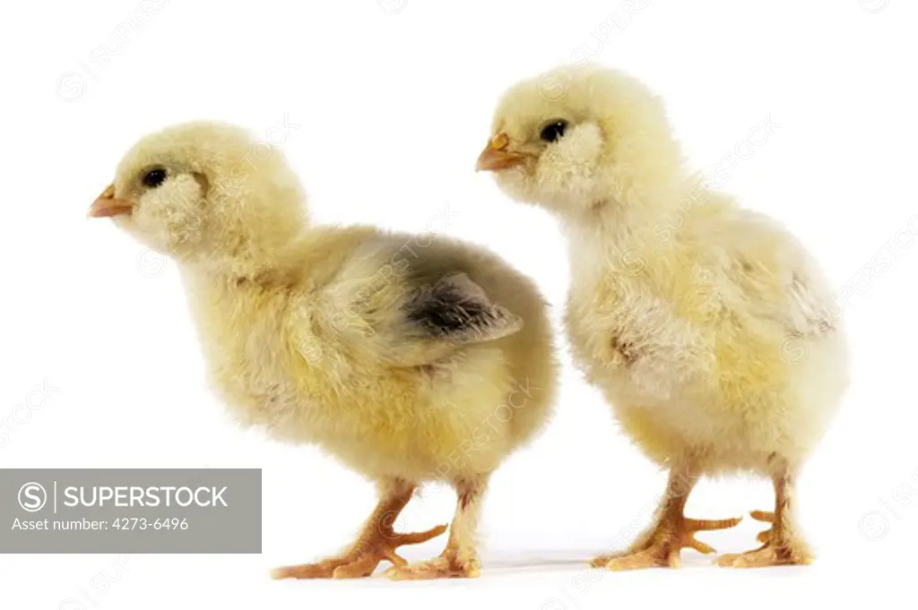 Domestic Chicken, Chicks Against White Background