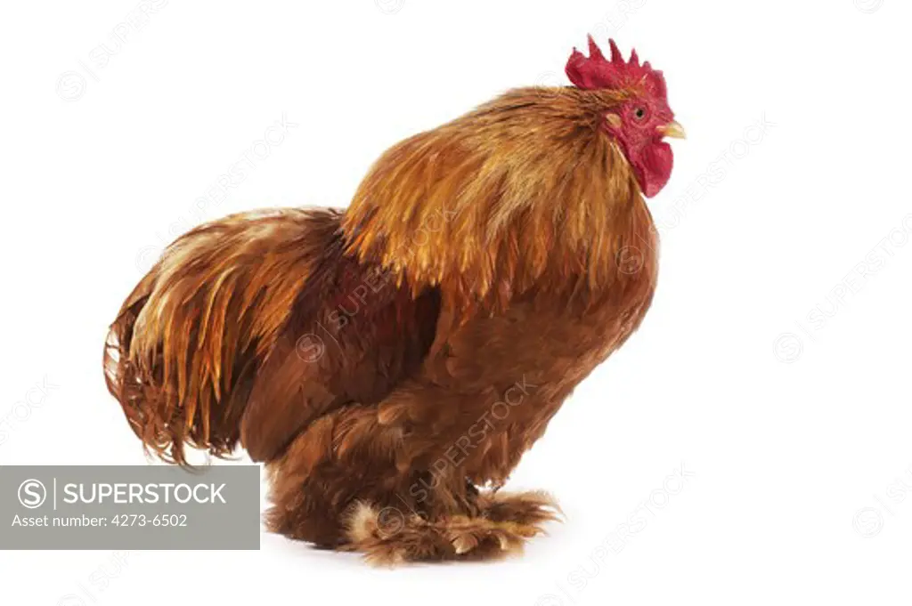 Brahma Perdrix Chicken, An Breed From India, Cockerel Against White Background