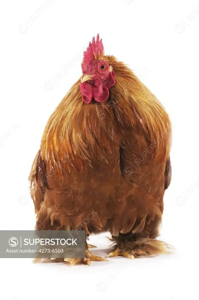 Brahma Perdrix Chicken, An Breed From India, Cockerel Against White Background