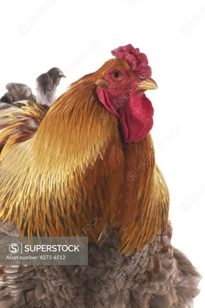 Brahma Domestic Chicken, An Indian Breed, Cockerel Against White Background