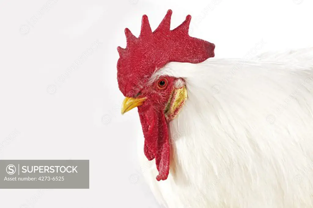 White Leghorn, Domestic Chicken, Portrait Of Cockerel Against White Background