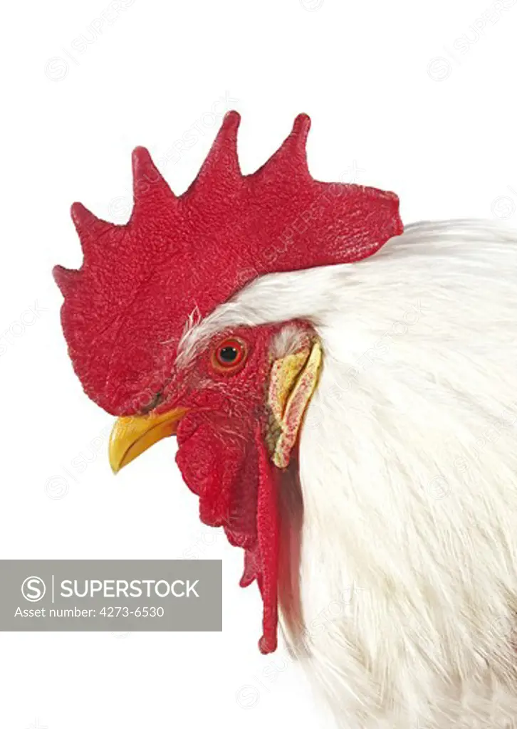 White Leghorn, Domestic Chicken, Portrait Of Cockerel Against White Background