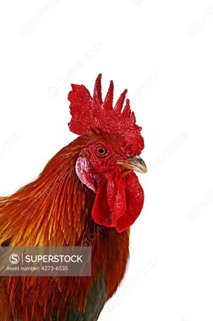 French Chicken Called Gaulois Dore, Portrait Of Cockerel Against White Background