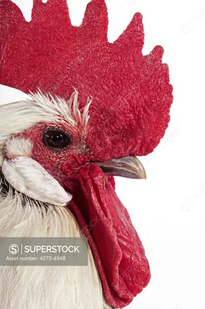 Domestic Chicken, Brakel Or Braekel Cock, A Belgian Breed