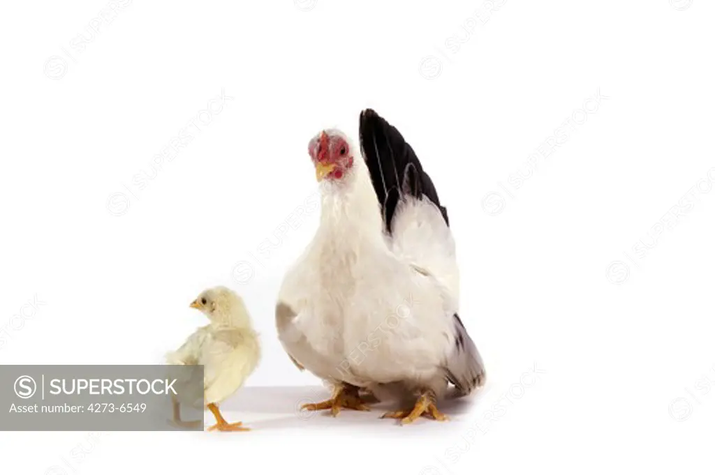 Nagasaki Domestic Chicken, Hen With Chick Against White Background