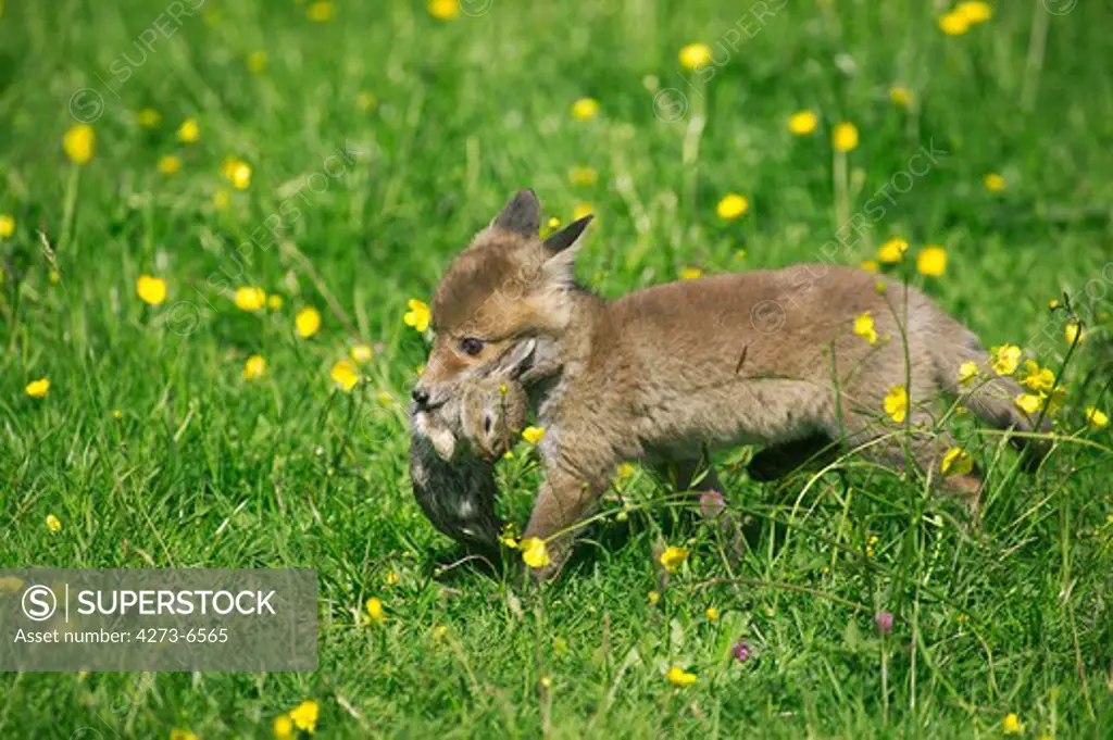 Red Fox, Vulpes Vulpes, Pup With A Wild Rabbit In Mouth, Normandy