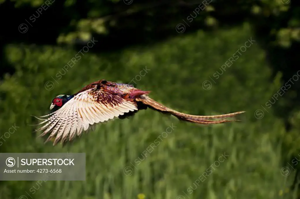 Common Pheasant, Phasianus Colchicus, Male In Flight, Normandy
