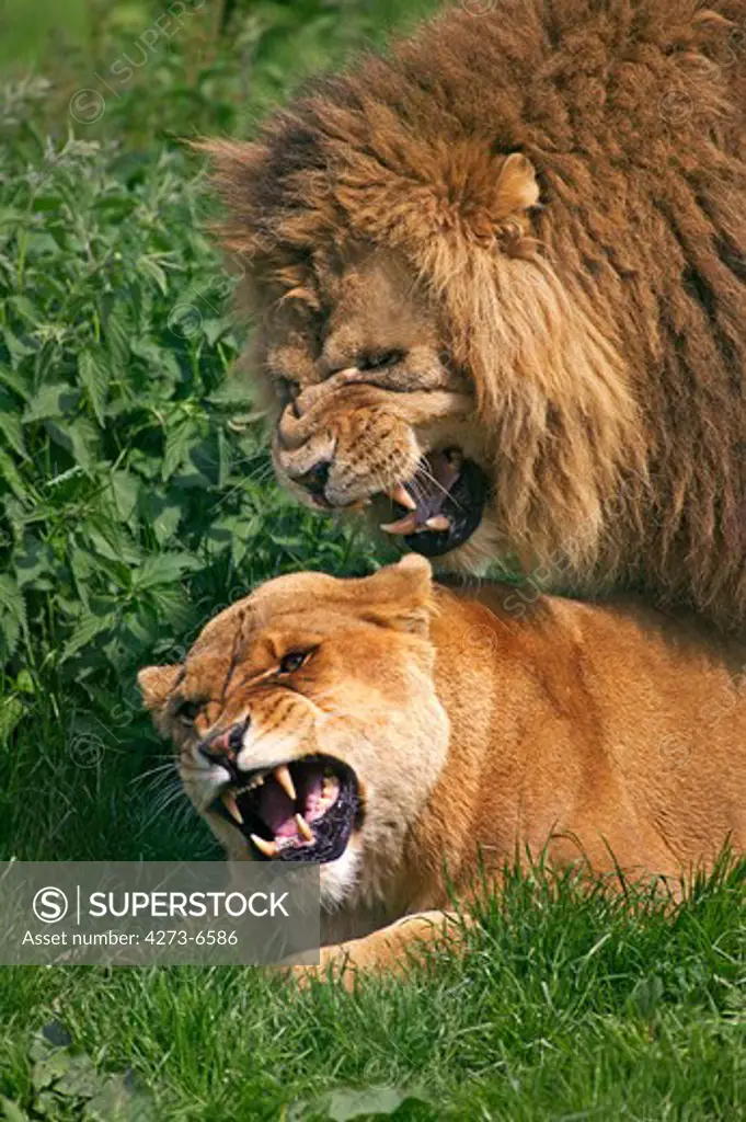 African Lion, Panthera Leo, Pair Mating