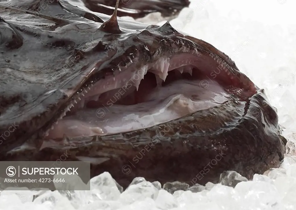 Monkfish, Lophius Piscatorius, Fresh Fish On Ice