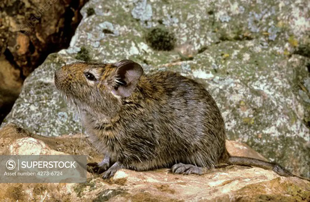 Degu Or Chilean Rat, Octodon Degus, Adult