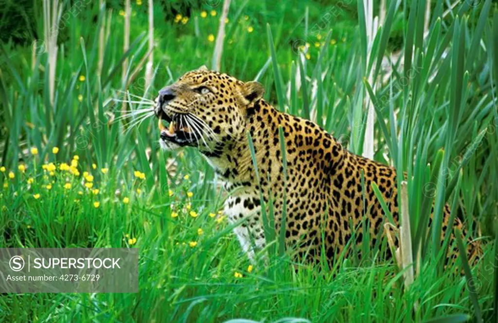 Leopard, Panthera Pardus, Adult Sitting In Long Grass