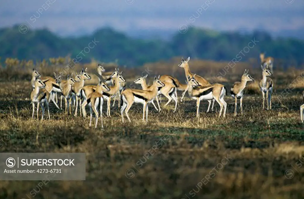 Thomson'S Gazelle, Gazella Thomsoni, Herd, Masai Mara Park In Kenya
