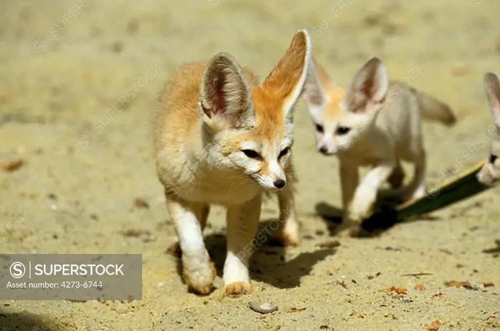 Fennec Or Desert Fox, Fennecus Zerda, Mother With Cub