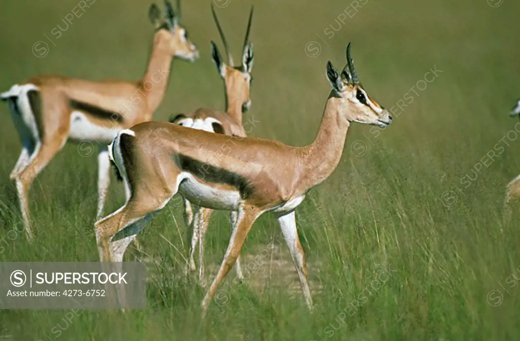 Grant'S Gazelle, Gazella Granti, Herd In Masai Mara Park, Kenya