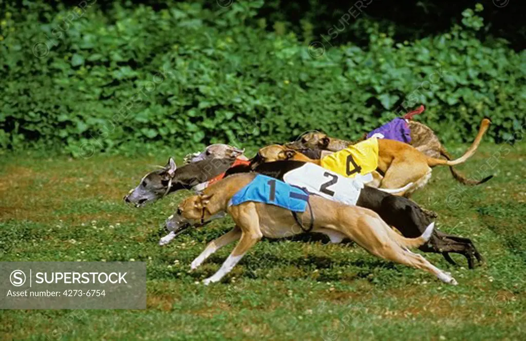 Domestic Dog, Greyhound Racing