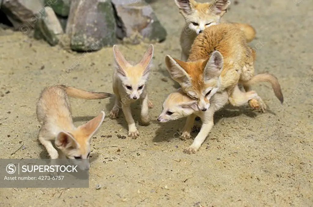 Fennec Or Desert Fox, Fennecus Zerda, Mother With Cub