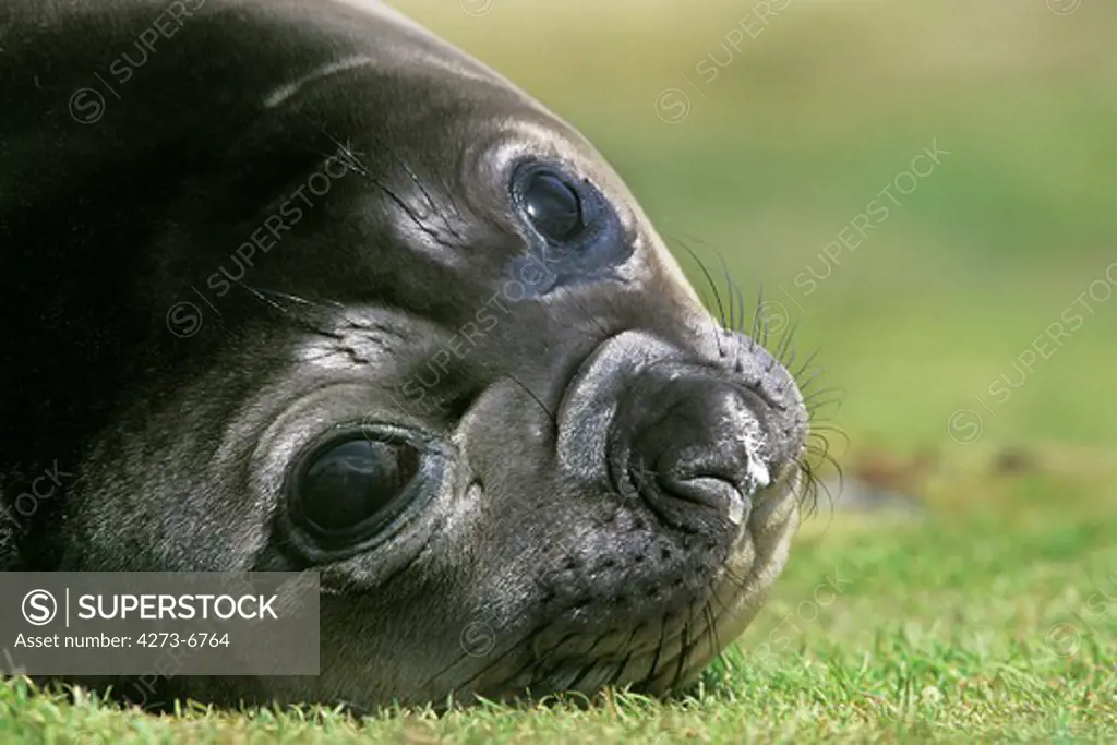 Southern Elephant Seal, Mirounga Leonina, Portrait Of Female, Antarctica
