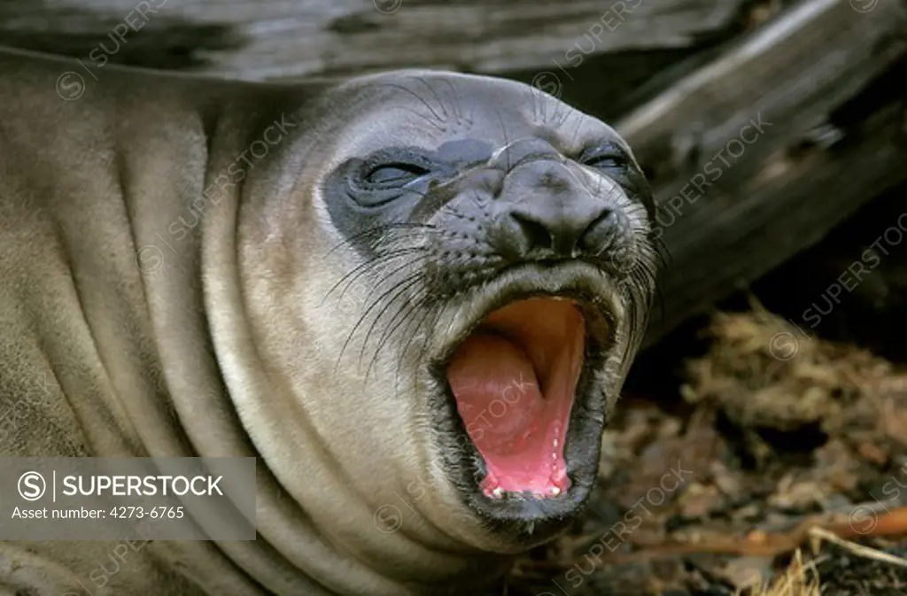 Southern Elephant Seal, Mirounga Leonina, Female Yawning, Antarctica