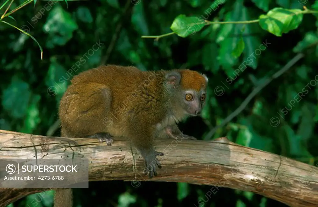 Western Bamboo Lemur, Hapalemur Griseus Occidentalis, Adult Standing On Branch