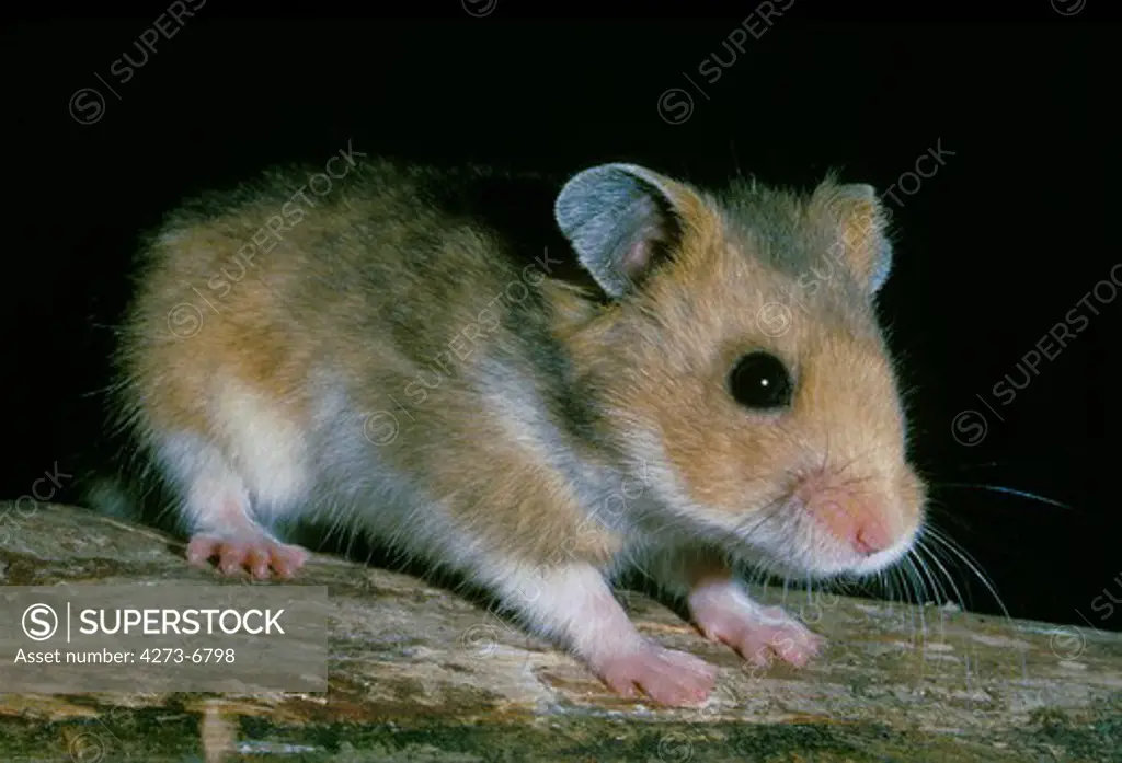 Golden Hamster, Mesocricetus Auratus, Adult Against Black Background