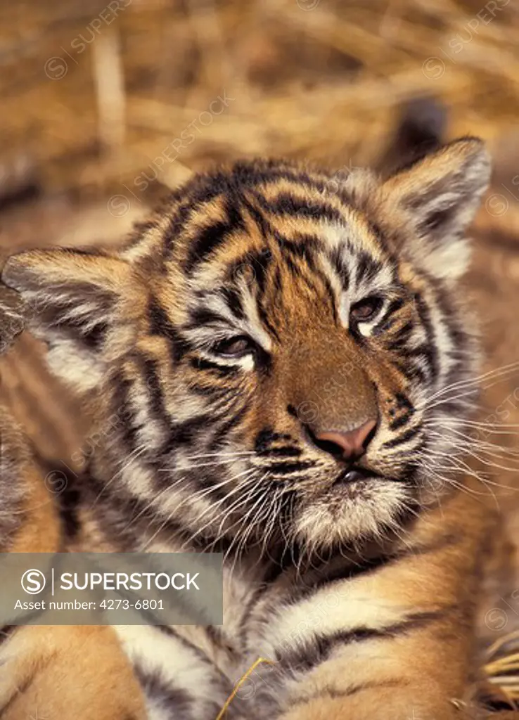 Sumatran Tiger Panthera Tigris Sumatrae, Head Of Cub