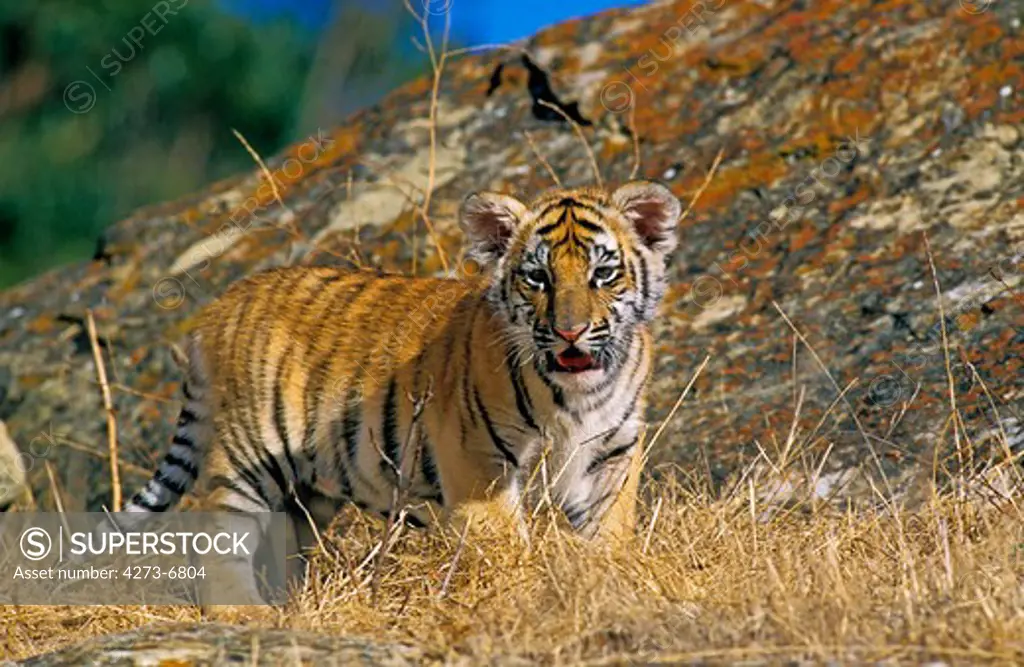 Bengal Tiger Panthera Tigris Tigris, Cub