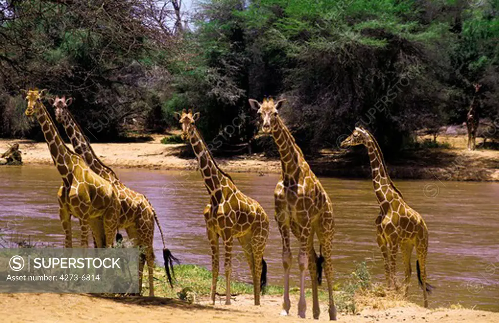 Reticulated Giraffe, Giraffa Camelopardalis Reticulata, Adults Near River, Samburu Park In Kenya