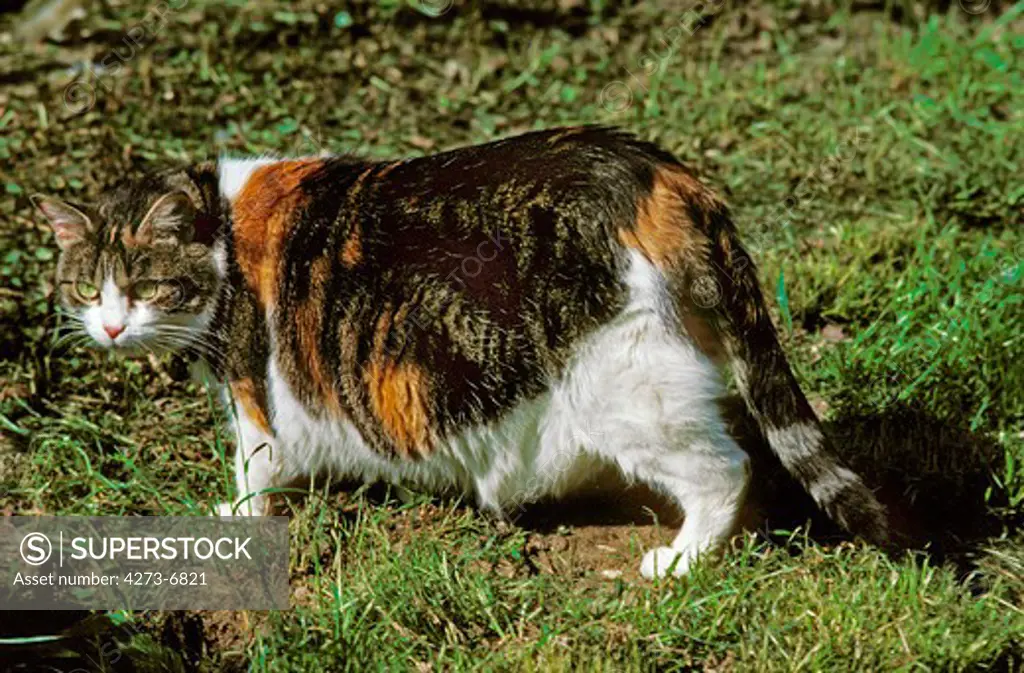 Domestic Cat, Obese Adult  Standing On Grass