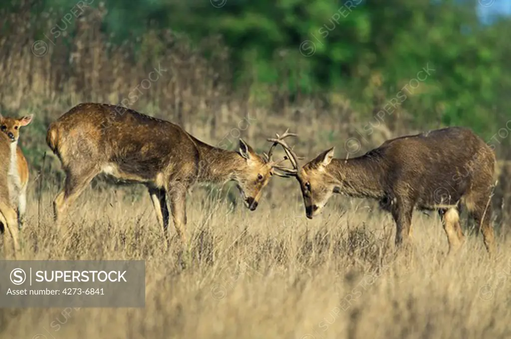 Barashingha Deer Or Swamp Deer, Cervus Duvauceli, Males Fighting