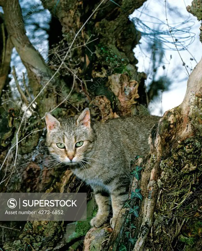 Domestic Cat, Adult Standing In Tree