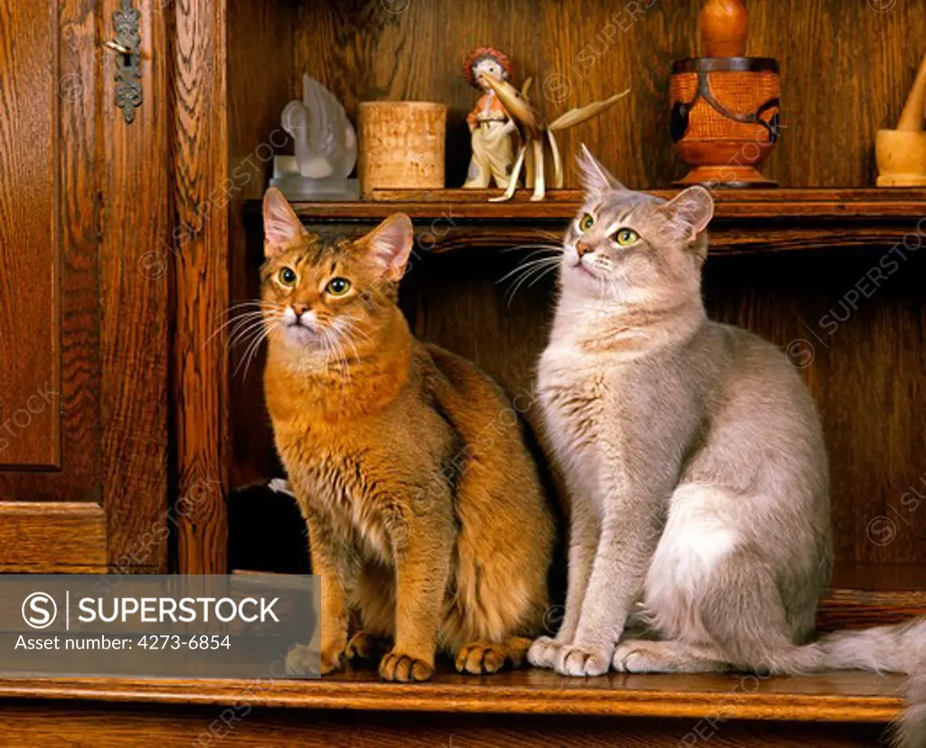Somali Cat And Blue Somali Domestic Cat, Adults Sitting On Sideboard