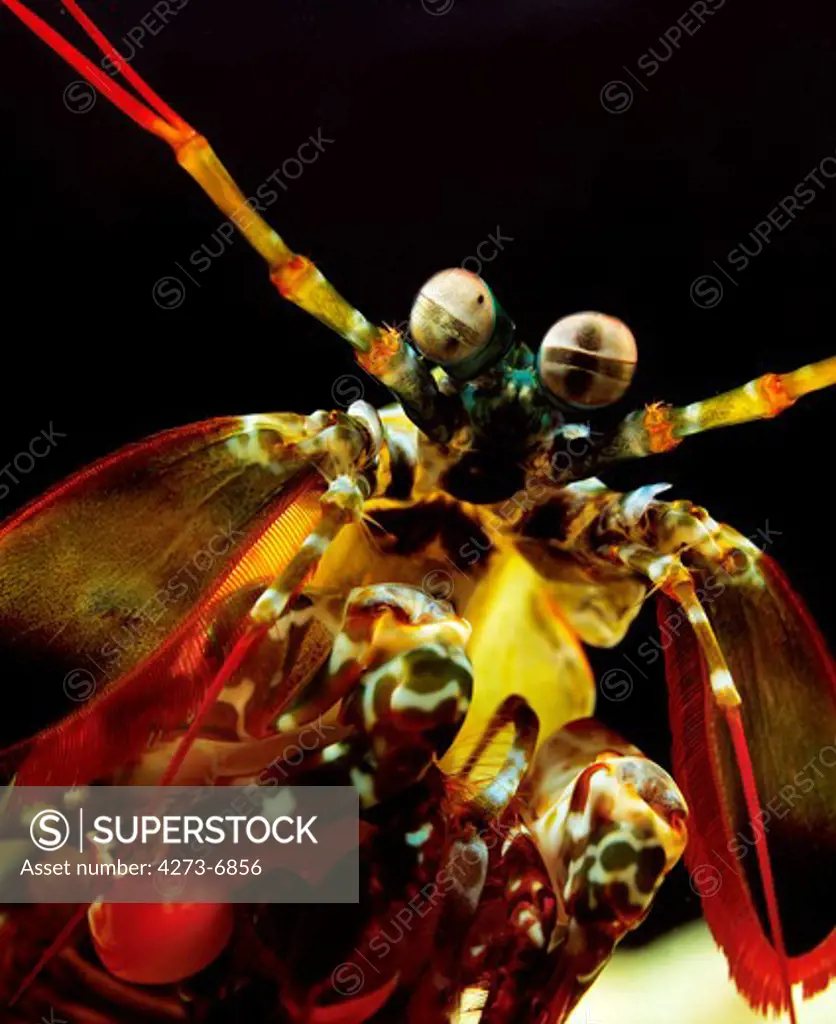 Peacock Mantis Shrimp, Odontodactylus Scyllarus, Portrait
