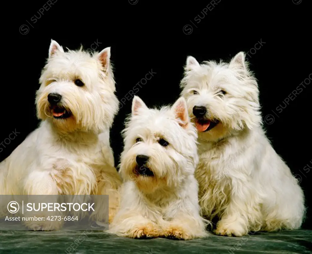 West Highland White Terrier, Adults