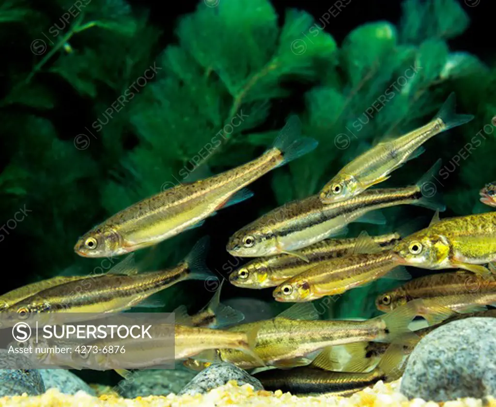 Minnow Phoxinus Phoxinus, Shoal Of Fishes