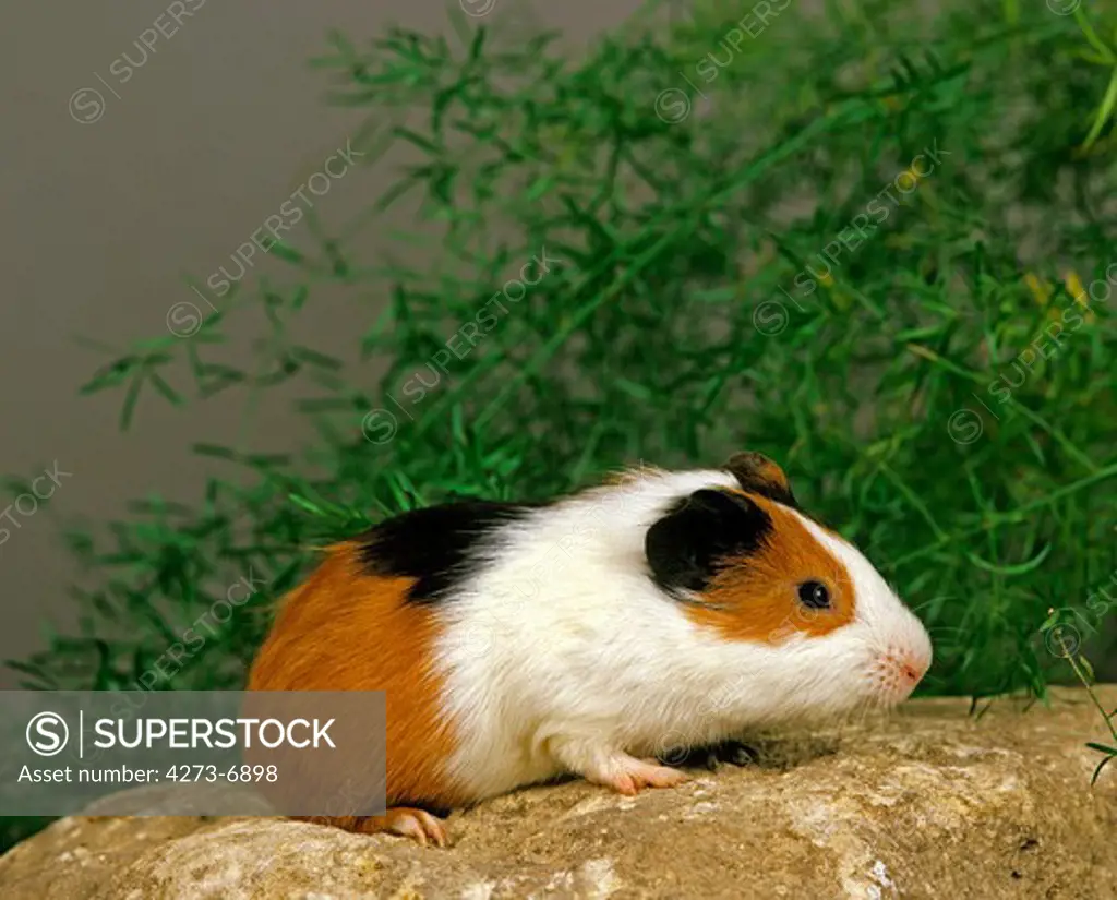 Guinea Pig, Cavia Porcellus, Adult Standing On Stone