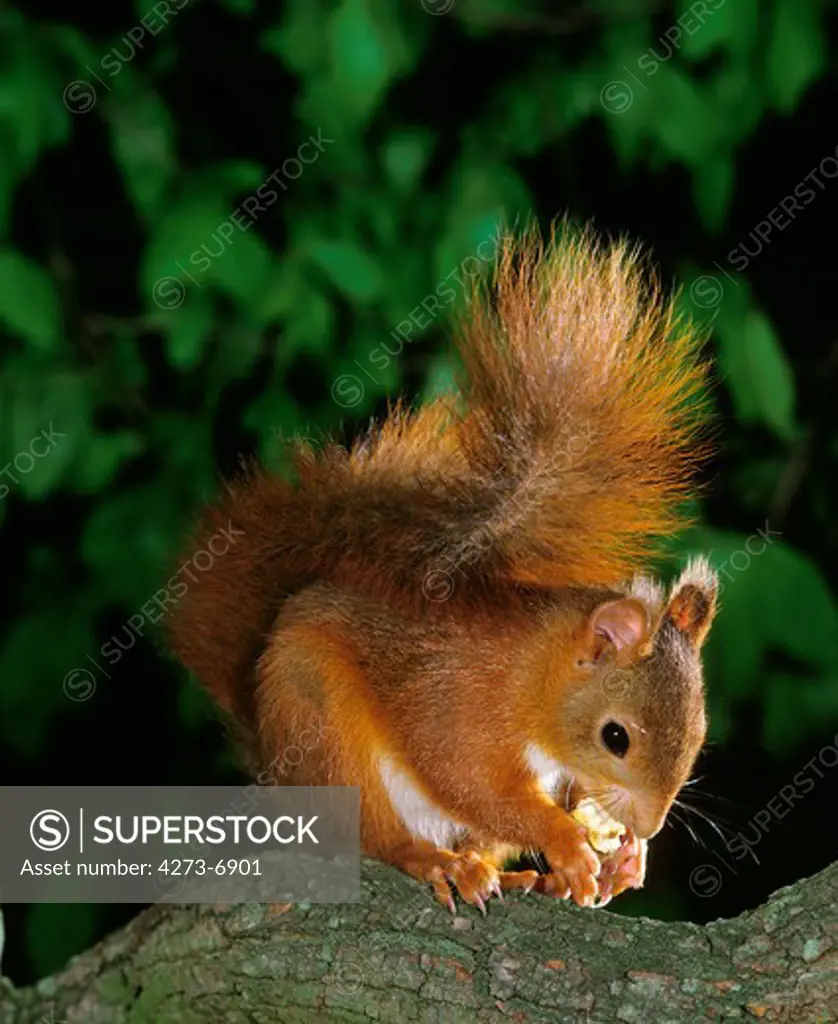 Red Squirrel, Sciurus Vulgaris, Male Standing On Branch, Eating Chestnut