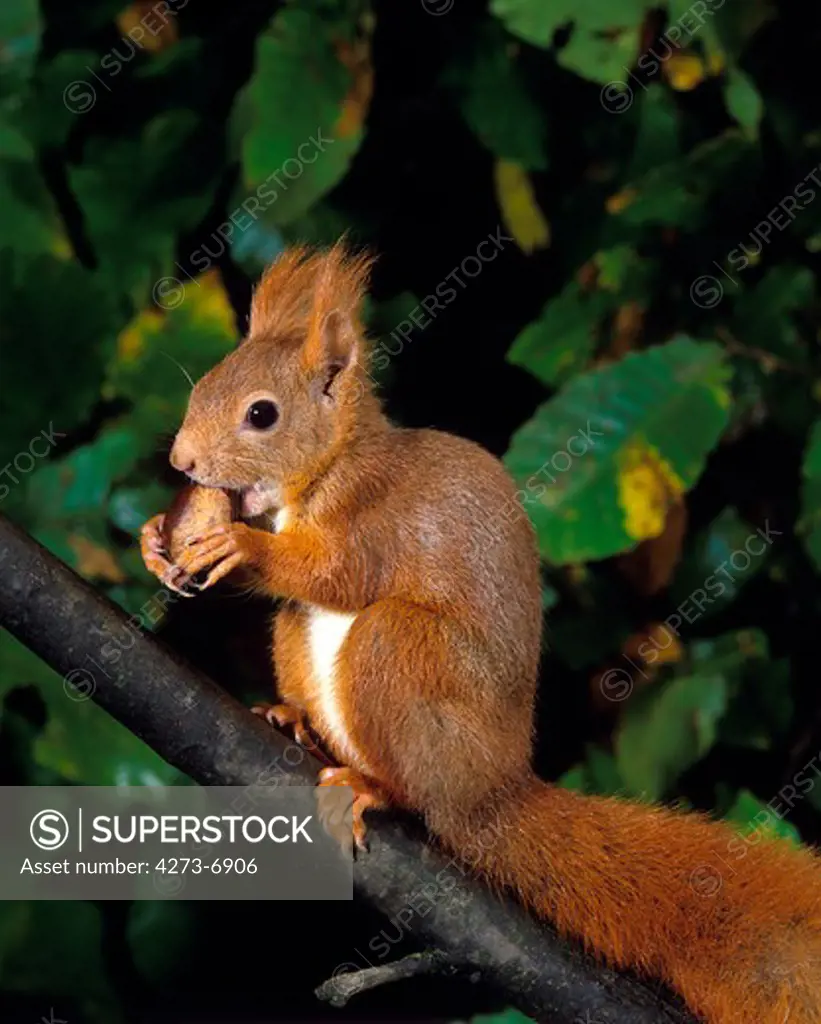 Red Squirrel, Sciurus Vulgaris, Female Eating Chestnut