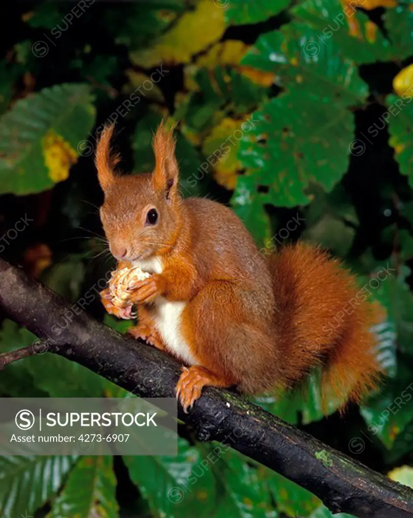 Red Squirrel, Sciurus Vulgaris, Female Standing On Branch, Eating Chestnut