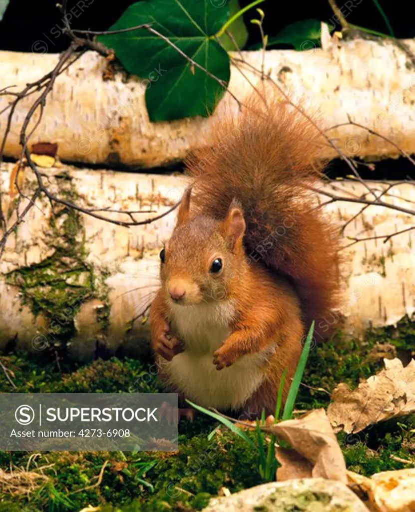 Red Squirrel, Sciurus Vulgaris, Male During Autumn Season