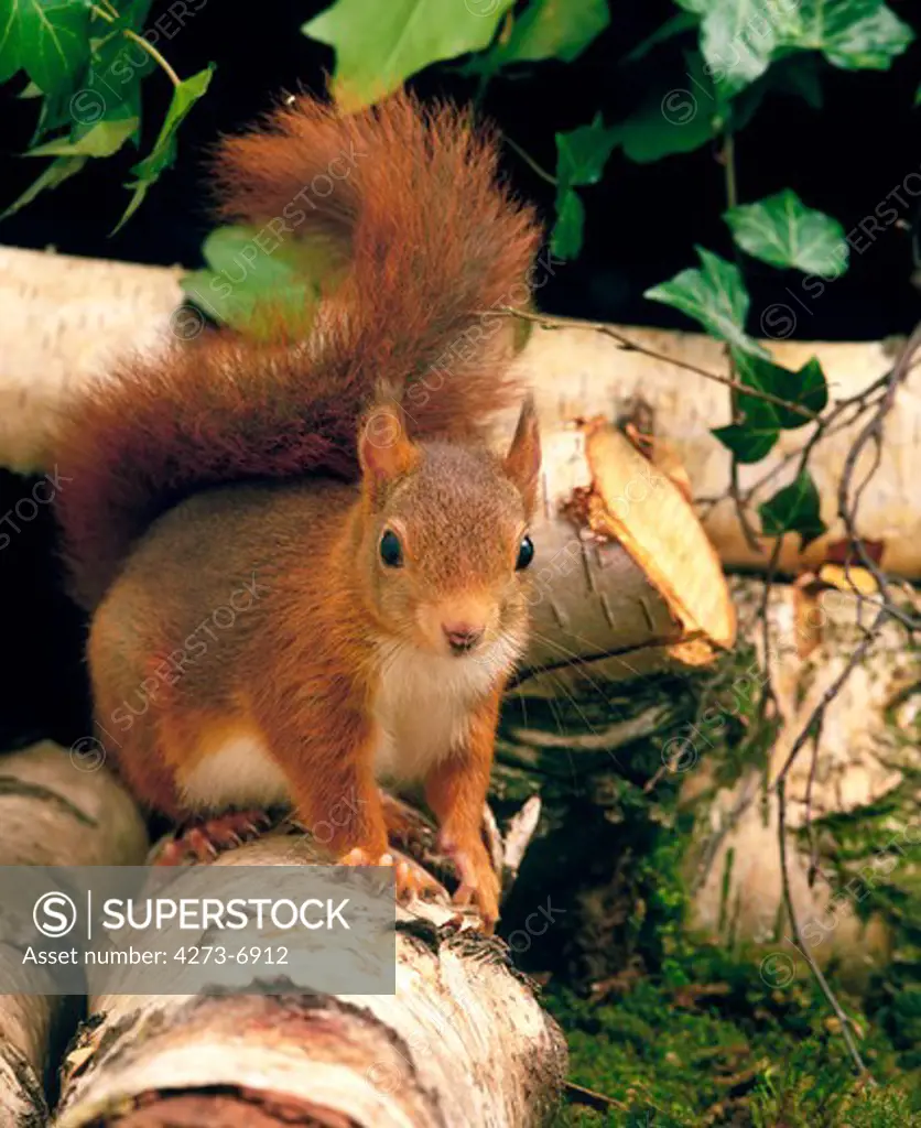 Red Squirrel, Sciurus Vulgaris, Male