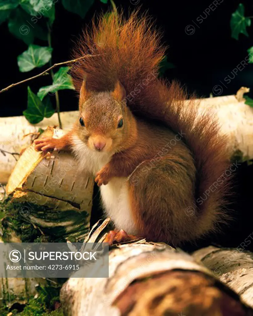 Red Squirrel, Sciurus Vulgaris, Male Standing On Branch