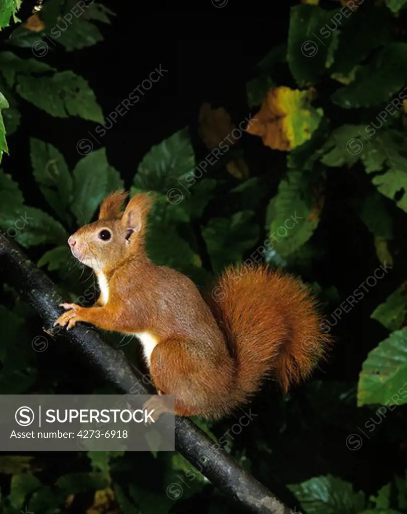 Red Squirrel Sciurus Vulgaris, Adult On Branch, France