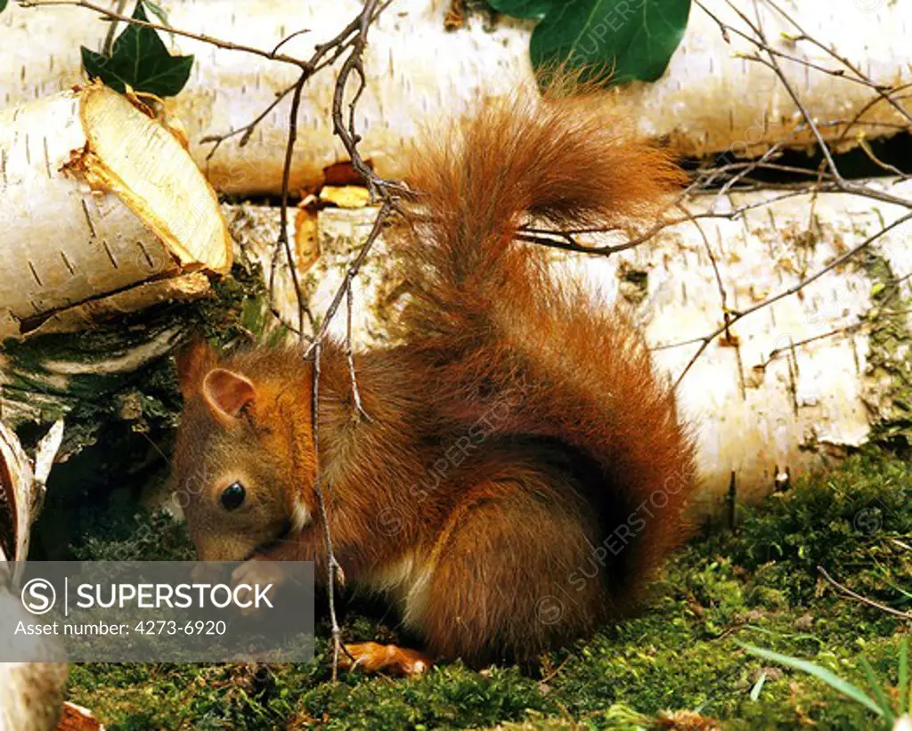 Red Squirrel Sciurus Vulgaris In France