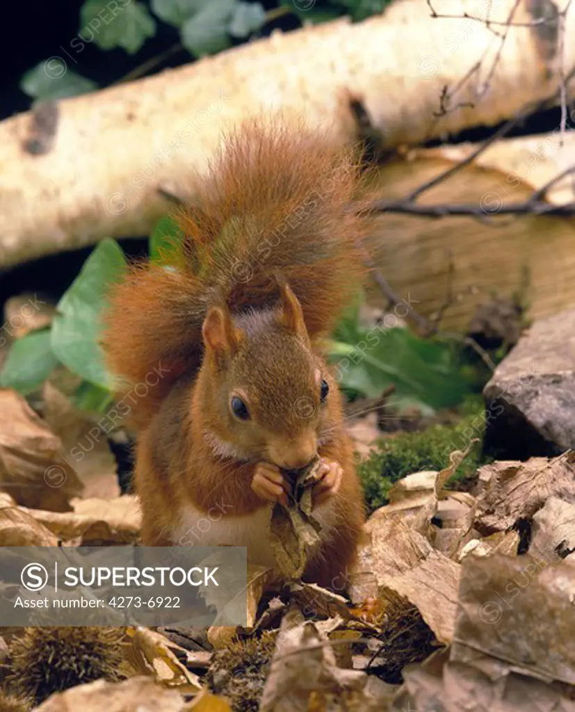Red Squirrel Sciurus Vulgaris, Adult Feeding On Dead Leaves, France