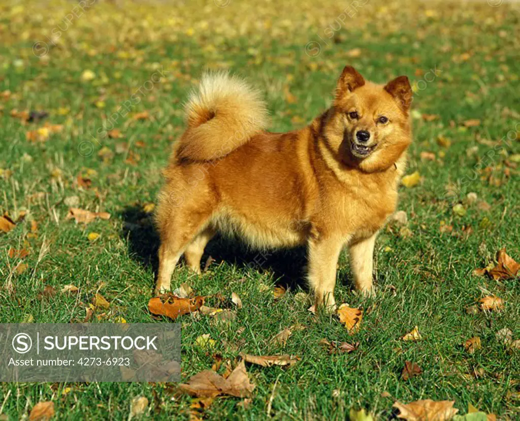 Finnish Spitz, Adult In Dead Leaves